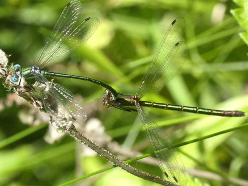 Emerald Spreadwing photo 3