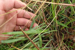 Echinacea atrorubens