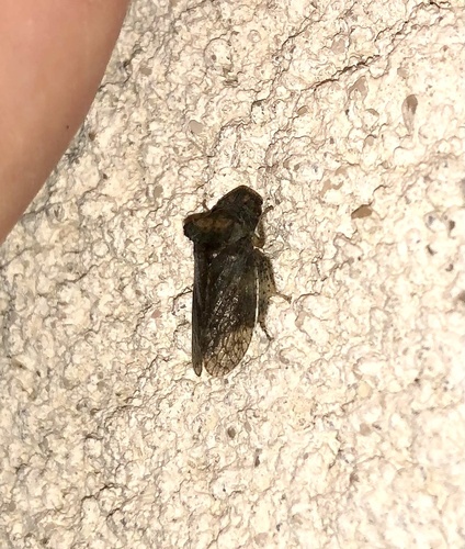 Horned Leafhopper