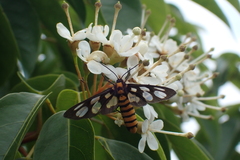 Amata germana