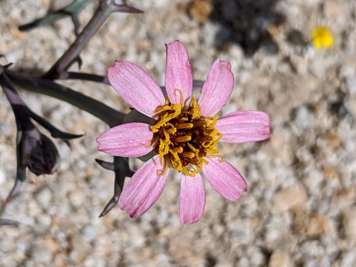 Image of Nicolletia occidentalis by no rights reserved
