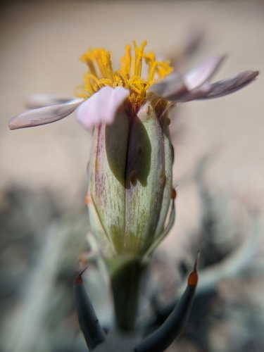Image of Nicolletia occidentalis by no rights reserved