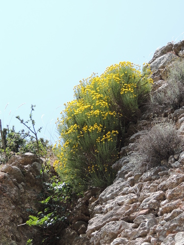 Santolina chamaecyparissus