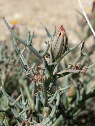 Image of Nicolletia occidentalis by no rights reserved