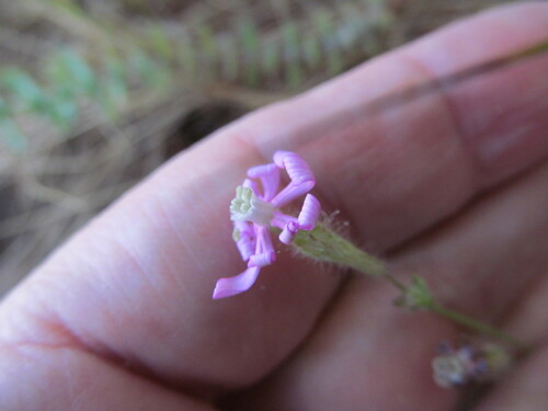 Silene colorata, photograph 6