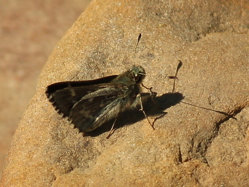 Amblyscirtes belli