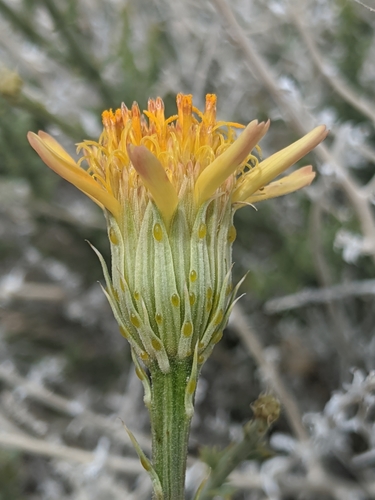 Image of Adenophyllum cooperi by no rights reserved