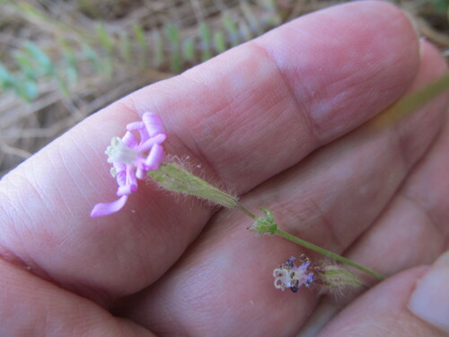 Silene colorata, photograph 5