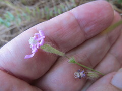 Silene colorata, photograph (c) zebedeugalinha, some rights reserved (CC BY)