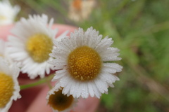 Erigeron tenuis