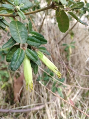 Correa glabra leucoclada