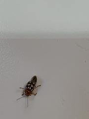 Cryptocephalus guttulatus