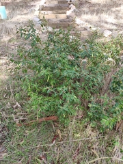 Correa glabra leucoclada