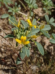 Cleomella obtusifolia