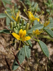 Cleomella obtusifolia