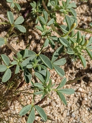 Cleomella obtusifolia