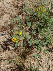 Cleomella obtusifolia