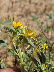 Cleomella obtusifolia