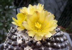 Copiapoa humilis