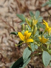 Cleomella obtusifolia