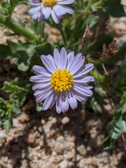 Leucosyris arida