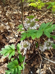 Hydrophyllum capitatum