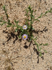 Leucosyris arida