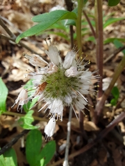 Hydrophyllum capitatum