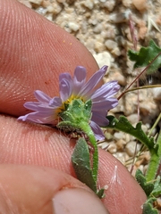 Leucosyris arida