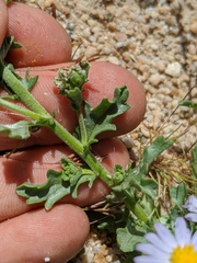 Leucosyris arida