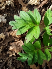Hydrophyllum capitatum