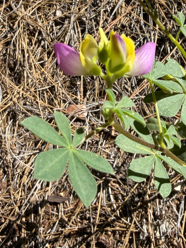 Lupinus stiversii, photograph 3
