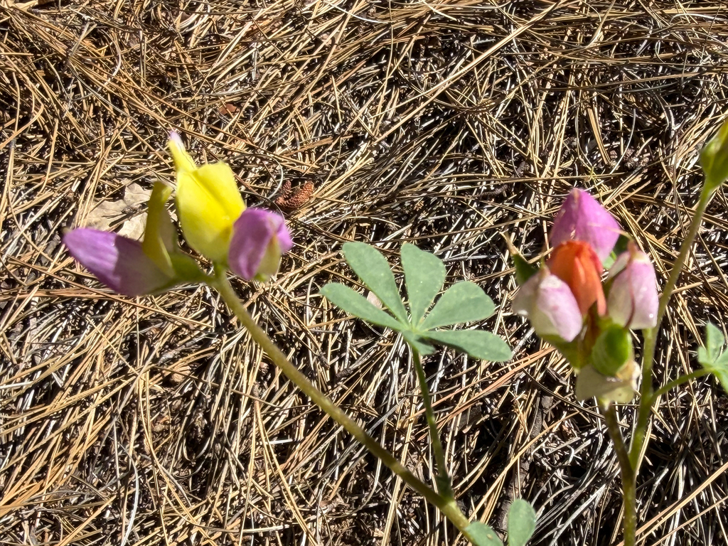 Lupinus stiversii; photograph (c) Mark Valen, some rights reserved (CC BY)