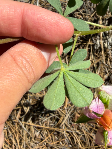 Lupinus stiversii, photograph 2