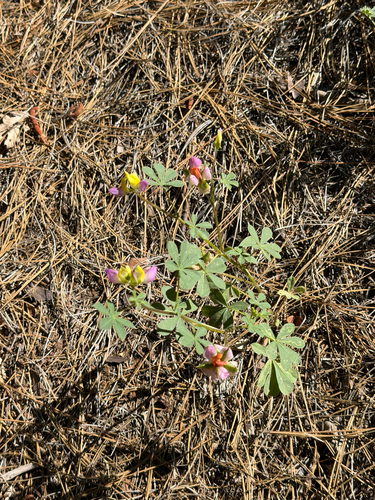 Lupinus stiversii, photograph 4