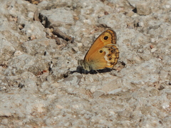 Coenonympha dorus