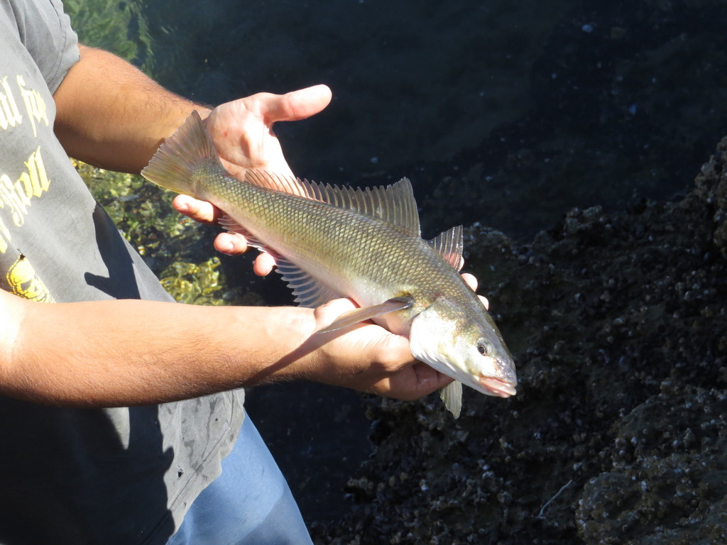 Patagonian Blenny