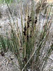 Juncus kraussii