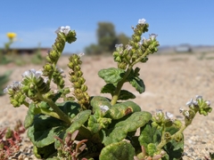 Phacelia pachyphylla