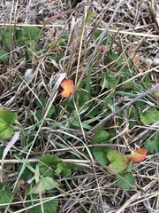Pelargonium australe