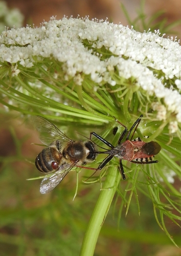 Rhynocoris erythropus