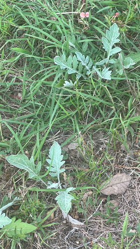 Hymenopappus artemisiifolius, 2026-06-20