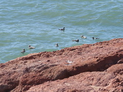 Tachyeres leucocephalus