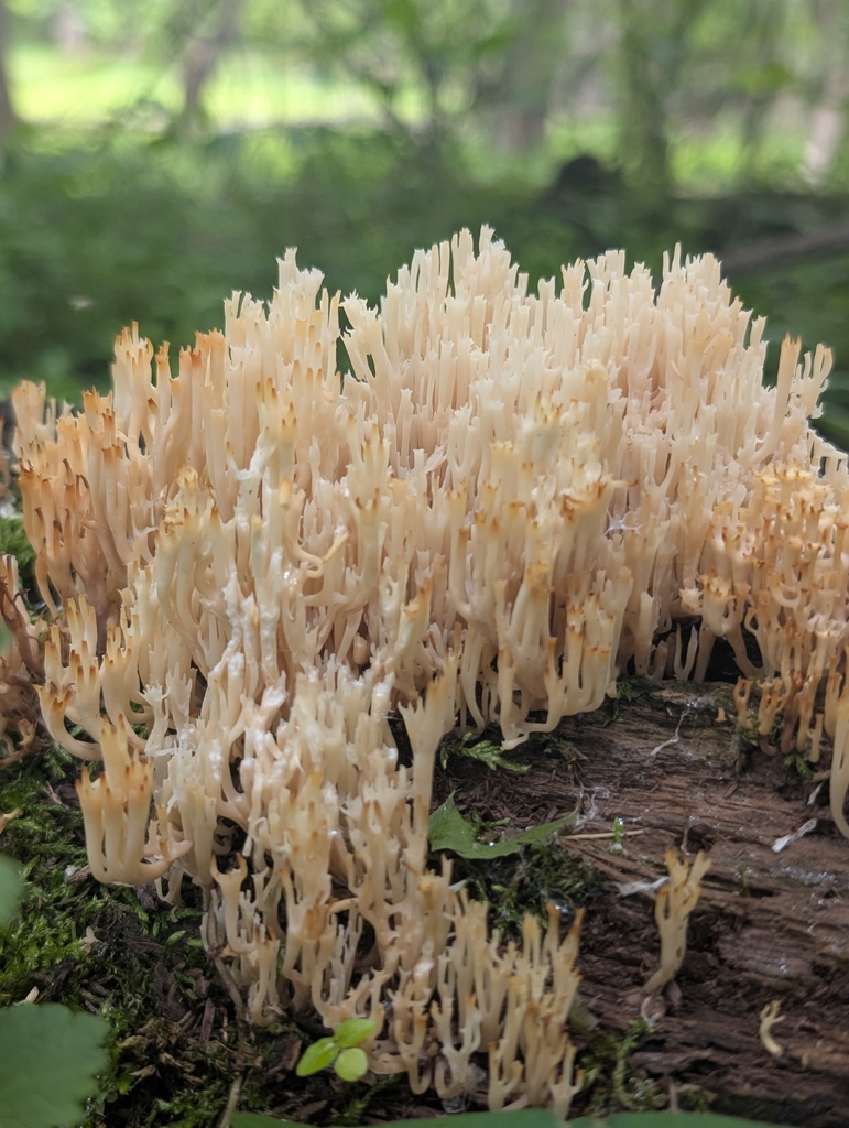 crown-tipped coral fungus · June 2026 · photo: Photo: no rights reserved · iNaturalist