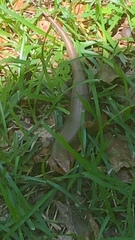 Plestiodon laticeps