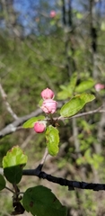 Malus ioensis
