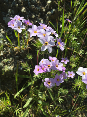 Leptosiphon androsaceus