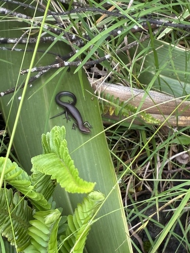 Lampropholis delicata observed 2026-06-20