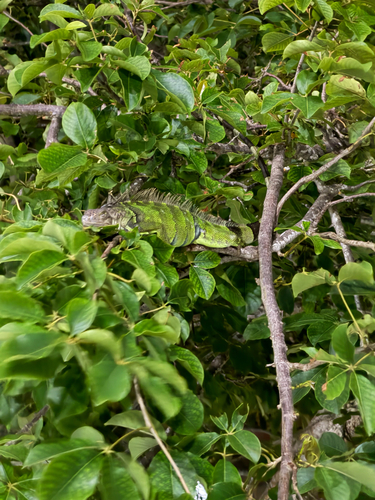 Green Iguana