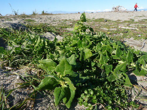 Tetragonia tetragonoides